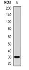 Artemin antibody, abx225048, Abbexa, Western Blot image 