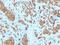 Melan-A antibody, MBS438227, MyBioSource, Immunohistochemistry frozen image 