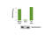 Neurofilament Light antibody, 99175C, Cell Signaling Technology, Enzyme Linked Immunosorbent Assay image 