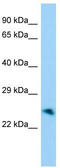 RING finger protein unkempt-like antibody, TA330463, Origene, Western Blot image 