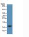 Cystatin C antibody, abx131846, Abbexa, Western Blot image 