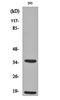 Glyceraldehyde-3-Phosphate Dehydrogenase, Spermatogenic antibody, orb159216, Biorbyt, Western Blot image 