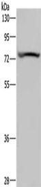 Potassium Voltage-Gated Channel Subfamily Q Member 1 antibody, CSB-PA942745, Cusabio, Western Blot image 