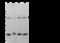 Beclin 1 antibody, 105332-T40, Sino Biological, Western Blot image 