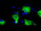 SHC Adaptor Protein 1 antibody, TA501075, Origene, Immunofluorescence image 