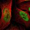 GATA Zinc Finger Domain Containing 2A antibody, NBP1-87359, Novus Biologicals, Immunofluorescence image 