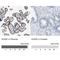 Atypical Chemokine Receptor 2 antibody, NBP1-88150, Novus Biologicals, Immunohistochemistry paraffin image 