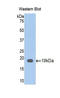 Galectin 9 antibody, LS-C294009, Lifespan Biosciences, Western Blot image 