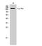 Fibroblast Growth Factor Receptor 1 antibody, STJ93084, St John
