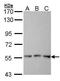 FGR Proto-Oncogene, Src Family Tyrosine Kinase antibody, PA5-27140, Invitrogen Antibodies, Western Blot image 