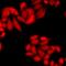 COP9 Signalosome Subunit 2 antibody, LS-C668049, Lifespan Biosciences, Immunofluorescence image 