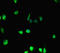 Histone Cluster 1 H2B Family Member D antibody, LS-C678214, Lifespan Biosciences, Immunofluorescence image 