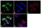TNF Receptor Superfamily Member 25 antibody, 702277, Invitrogen Antibodies, Immunofluorescence image 