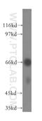 Ubiquitin Associated And SH3 Domain Containing A antibody, 15823-1-AP, Proteintech Group, Western Blot image 