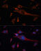 Tubulin Beta 3 Class III antibody, 16-851, ProSci, Immunofluorescence image 