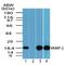 Vesicle Associated Membrane Protein 2 antibody, NBP2-24599, Novus Biologicals, Western Blot image 