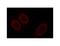 Nucleoporin 153 antibody, LS-C82210, Lifespan Biosciences, Immunocytochemistry image 