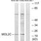 MOB Kinase Activator 3C antibody, A16858, Boster Biological Technology, Western Blot image 
