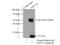 Zinc Ribbon Domain Containing 2 antibody, 12273-1-AP, Proteintech Group, Immunoprecipitation image 