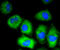 Vascular Cell Adhesion Molecule 1 antibody, 13-959, ProSci, Immunofluorescence image 