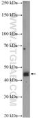 Nucleoporin 42 antibody, 16587-1-AP, Proteintech Group, Western Blot image 