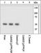 Calcium/Calmodulin Dependent Protein Kinase II Alpha antibody, GTX25683, GeneTex, Western Blot image 