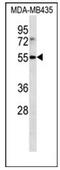 ILT3 antibody, AP52481PU-N, Origene, Western Blot image 