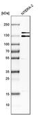 Intersectin 1 antibody, PA5-53702, Invitrogen Antibodies, Western Blot image 