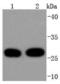 Tyrosine 3-Monooxygenase/Tryptophan 5-Monooxygenase Activation Protein Theta antibody, A03904-2, Boster Biological Technology, Western Blot image 