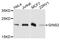 GINS Complex Subunit 2 antibody, STJ111598, St John