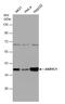 Aldo-Keto Reductase Family 1 Member C1 antibody, OAGA00409, Aviva Systems Biology, Western Blot image 