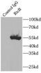 RNA 2',3'-Cyclic Phosphate And 5'-OH Ligase antibody, FNab07515, FineTest, Immunoprecipitation image 