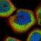 SL9A5 antibody, HPA041004, Atlas Antibodies, Immunofluorescence image 