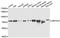 CBFA2/RUNX1 Partner Transcriptional Co-Repressor 2 antibody, A7033, ABclonal Technology, Western Blot image 