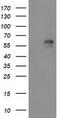 Adenylate Kinase 5 antibody, LS-C172387, Lifespan Biosciences, Western Blot image 