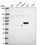 Aldehyde Dehydrogenase 8 Family Member A1 antibody, NBP2-38753, Novus Biologicals, Western Blot image 