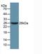 Tryptophanyl-TRNA Synthetase antibody, LS-C296835, Lifespan Biosciences, Western Blot image 