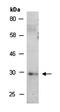 Paired Box 2 antibody, orb67123, Biorbyt, Western Blot image 