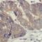 Coenzyme A Synthase antibody, FNab01823, FineTest, Immunohistochemistry frozen image 