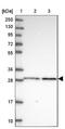 Glycerol-3-Phosphate Dehydrogenase 1 Like antibody, NBP1-87411, Novus Biologicals, Western Blot image 