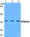 G Protein-Coupled Bile Acid Receptor 1 antibody, A01958, Boster Biological Technology, Western Blot image 