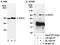 SET1 antibody, A300-489A, Bethyl Labs, Immunoprecipitation image 