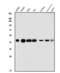 DnaJ Heat Shock Protein Family (Hsp40) Member A2 antibody, A08918-1, Boster Biological Technology, Western Blot image 