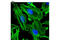 Beta-Actin antibody, 8456S, Cell Signaling Technology, Immunocytochemistry image 