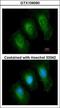 Tyrosine 3-Monooxygenase/Tryptophan 5-Monooxygenase Activation Protein Epsilon antibody, GTX109090, GeneTex, Immunocytochemistry image 