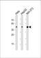 Beta-Actin antibody, M01263-3, Boster Biological Technology, Western Blot image 