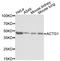 Actin Gamma 1 antibody, LS-C408448, Lifespan Biosciences, Western Blot image 