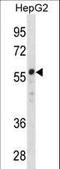 Zinc Finger Protein 276 antibody, LS-C157054, Lifespan Biosciences, Western Blot image 