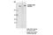 Talin 1 antibody, 13589S, Cell Signaling Technology, Immunoprecipitation image 