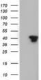 SH3 Domain Containing GRB2 Like 1, Endophilin A2 antibody, MA5-25202, Invitrogen Antibodies, Western Blot image 